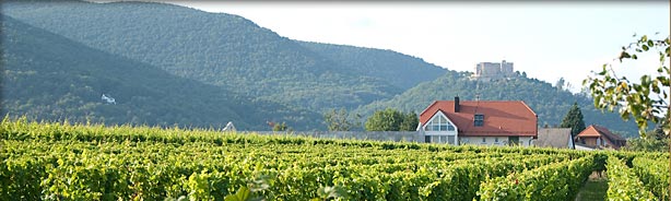 Weinberg in der Großlage Rebstöckel zur Mittelhaardt mit Schloss Hambach im Hintergrund