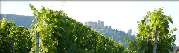 Weinberg mit Hambacher Schloss im Hintergrund