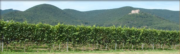 Weinberg mit Haardtgebirge und Hambacher Schloss im Hintergrund