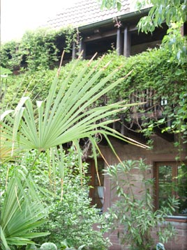 Palme im Innenhof des Weinguts